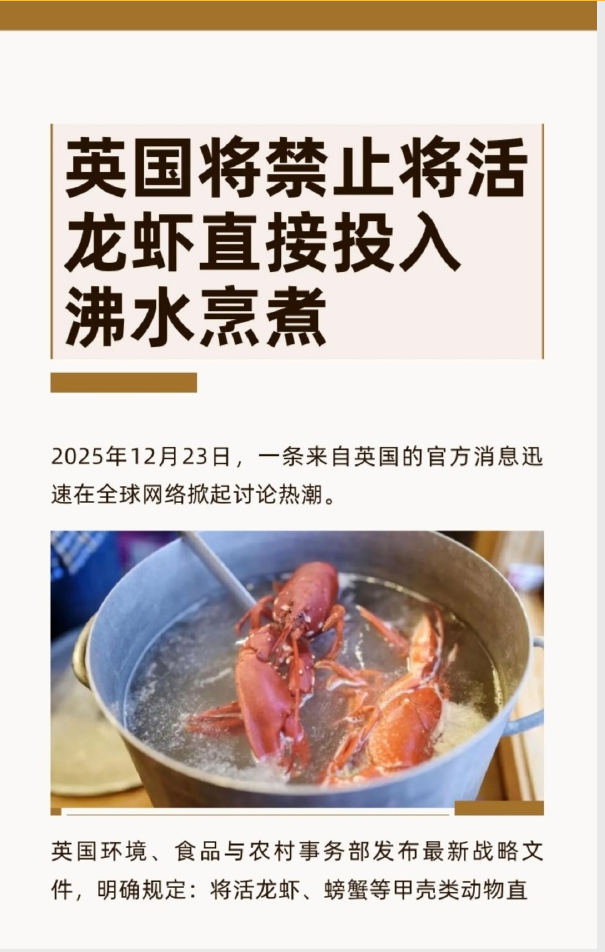 英国将禁止活煮龙虾
