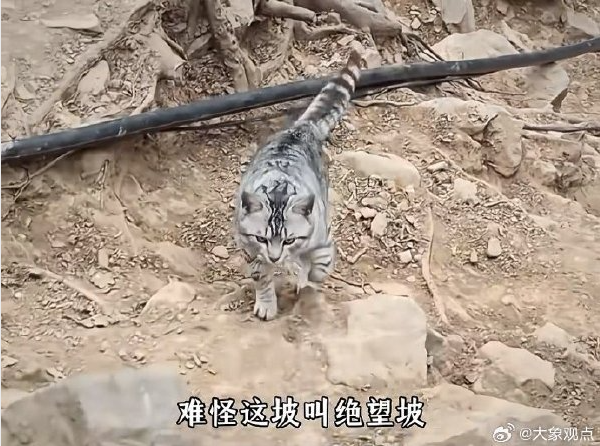 住在山顶的小猫1天被游客带下山3次